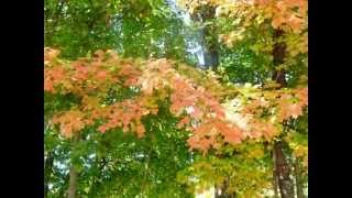 preview picture of video 'Autumn in New Jersey, Park Lake, Rockaway, NJ, October 5, 2014'