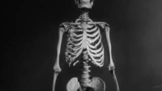 Bear Hollow - Better Off Dead