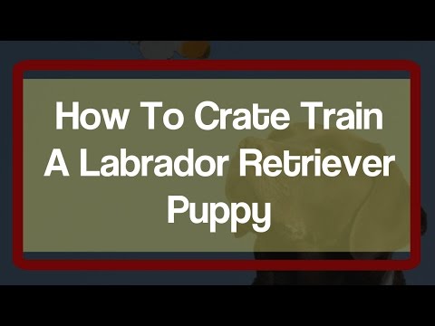How To Crate Train A Labrador Retriever Puppy