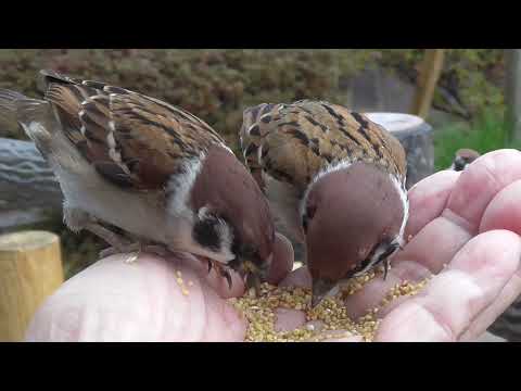 可愛いすずめ達 20220111pm 4（雨の日天満宮）