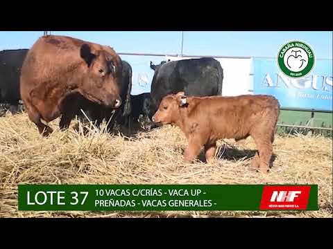 7°Remate Anual Cabaña Nirihuau - LOTE 37 – VACAS con cría