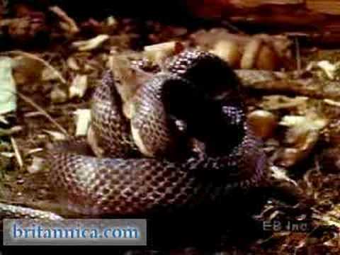 Pilot Black Snake Suffocates Its Prey (Britannica.com)