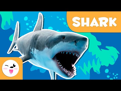 Shark ๐ฆ Animals for Kids ๐ Episode 8