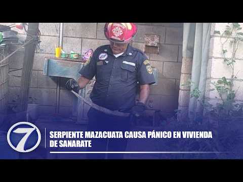 Serpiente mazacuata causa pánico en vivienda de Sanarate