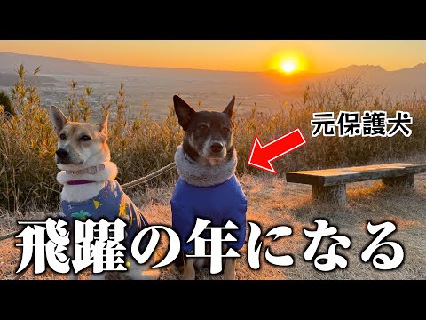I went to see the first sunrise of the year with a former rescue dog who dreams of becoming a cel...