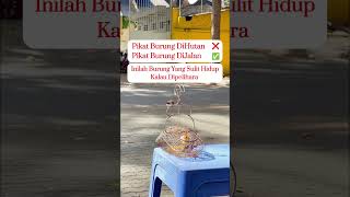 Download lagu Pancingan Kemade Gacor #burung #lovebirdkicau #birds #lovebirdkicaumania #muraibatu #kicaumania mp3