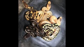Thursday Night LIVE! Lets Talk Reptiles!