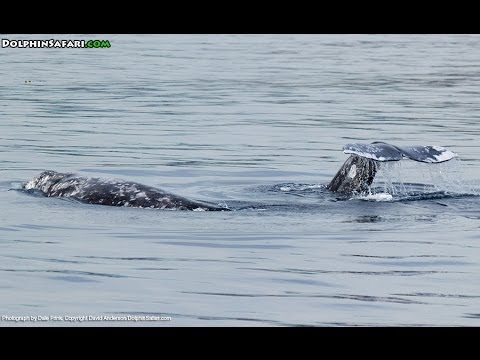 A Pair of Gray Whales and High Flying Bottlenose Wow Dana Point Whale Watching Passengers
