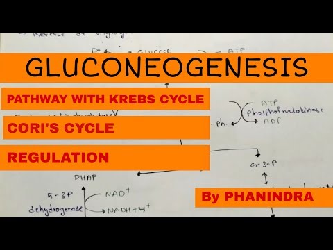 Beta oxidation of Fatty acids Energetics By phanindra