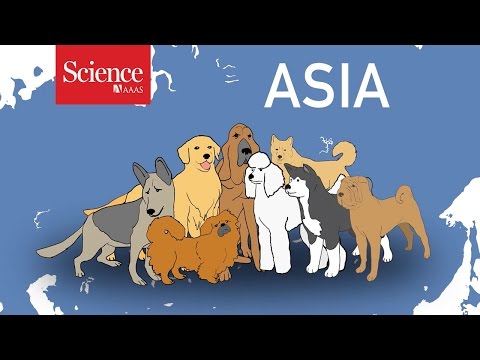 【生物考古】狗狗的雙重起源 - CASE 報科學
