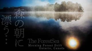 Morning Forest Drift | Ontario, Canada