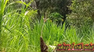 Download lagu trik mikat pikat prenjak klik klik cukup menggunakan 1 stik pulut mp3 Download lagu trik mikat pikat prenjak klik klik cukup menggunakan 1 stik pulut mp3