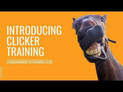 Standardbred Retraining Episode 7: Introducing Clicker Training