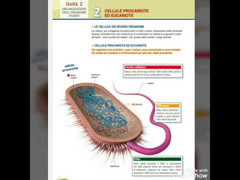 Cellule procariote ed eucariote|didattica a distanza
