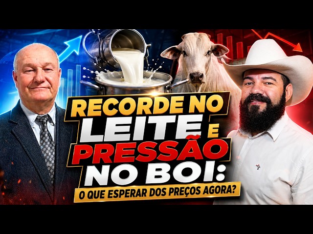 Recorde No Leite E Pressão No Boi: O Que Esperar dos Preços Agora?