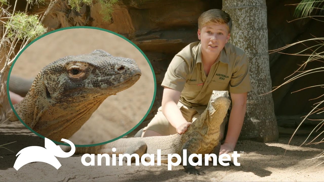 O animal favorito do Robert no zoológico | A Família Irwin: Robert ao resgate | Animal Planet Brasil