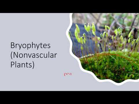 Plants - Biology 1408 (OpenStax Concepts of Biology, Chapter 14) - Part 1
