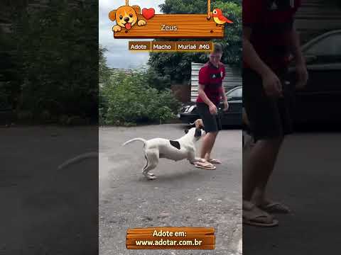 Vídeo de Zeus