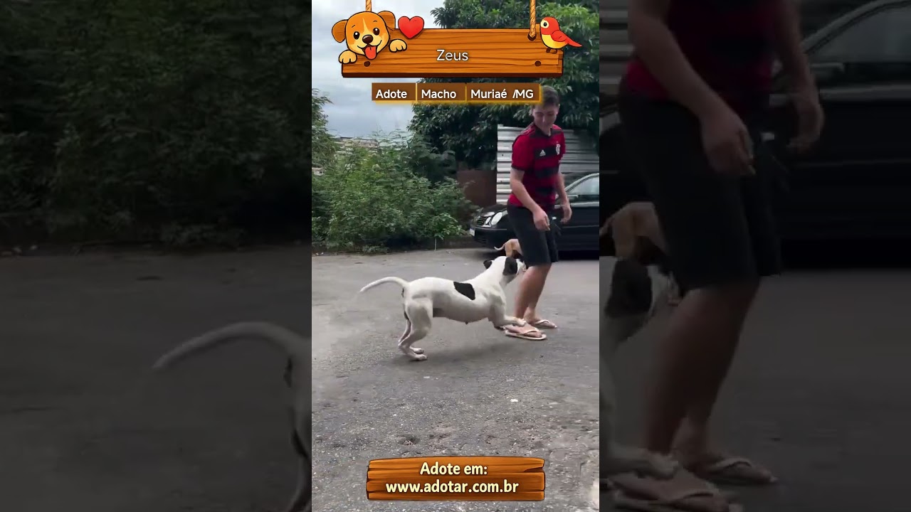 Cachorro raça Pit-Bull idade 3 anos nome Zeus