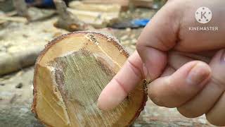 Extracting white chandan heartwood#sandalwood#earnmoney
