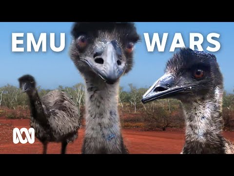 The Great Emu War: how it started and who won | ABC Australia
