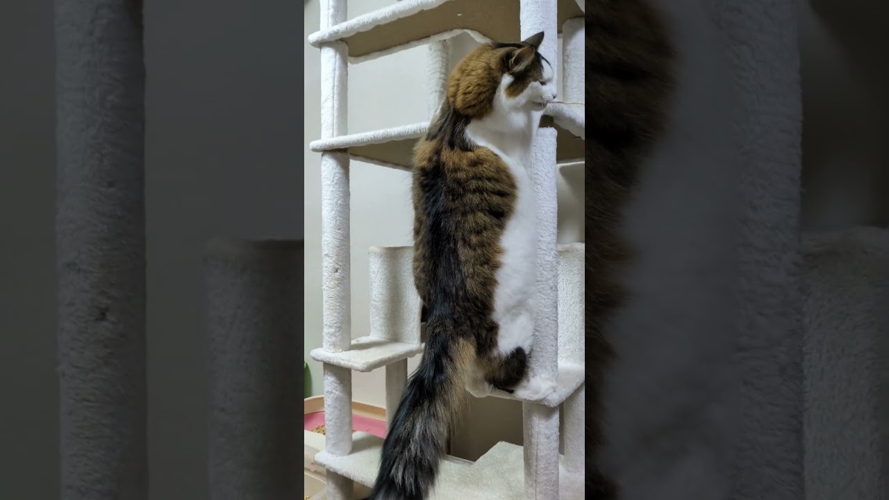 キャットタワーにしがみつく怪獣猫がこちらです😻 #ねこ #cat #ノルウェージャンフォレストキャット