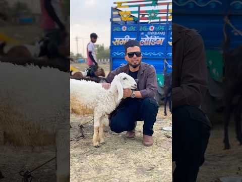 Qurbani ke liye bakre 😍 Bakra Eid Mubarak #bakraeid #qurbani #islamicstatus #trending #shorts