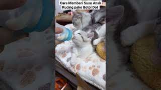 Download lagu Tutorial dan tips Memberi Susu Pada Anak Kucing pake Botol Dot @cakalwichannel mp3