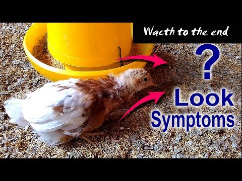 ANIMAL SCIENCE: The REAL NERVOUS SYMPTOM of ND in Young Layer Chickens,  RAISING CHICKENS Video