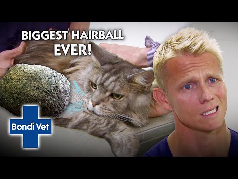 Biggest Hairball EVER has to be Surgically Removed! | Bondi Vet