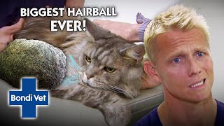Biggest Hairball EVER has to be Surgically Removed! | Bondi Vet