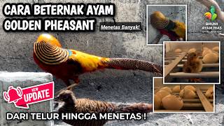 Download lagu COMPLETE TIPS FOR BREEDING GOLDEN PHEASANT ORNAMENTAL CHICKENS! #ornamentalchicken #pheasant #gol... mp3