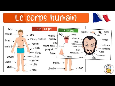 Learn French - Parts Of The Human Body In French - French Vocabulary In Pictures