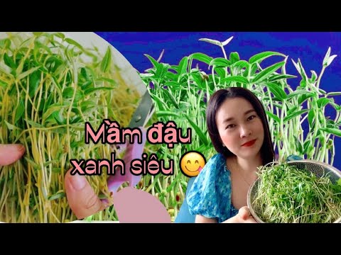 , title : '#125 Cách trồng rau mầm đậu xanh cực ngon tại nhà | Grow green bean sprout at home'