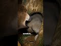 WOMBAT DEFENSE MECHANISM