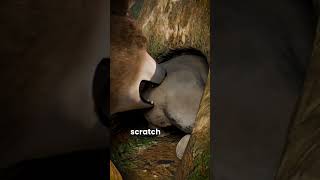 WOMBAT DEFENSE MECHANISM