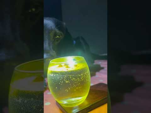 #shortvideo #youtubeshorts #trendingshorts #trendingreels #love #funny #dogslove #treandingvideo