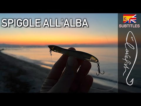 Sea bass fishing in topwater in the summer!