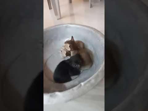 karunya playing with kittens🐱