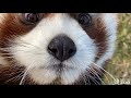 Play Time With Adira the Red Panda