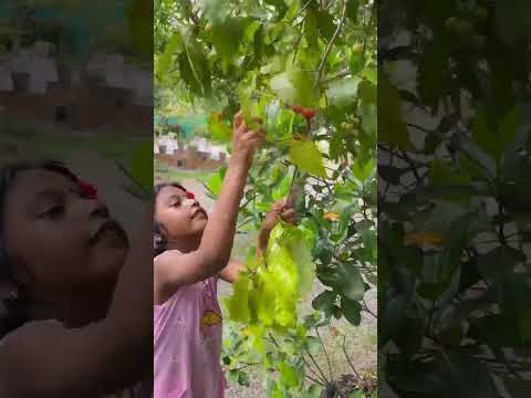 𝐏𝐚𝐫𝐮 𝐏𝐥𝐮𝐜𝐤𝐢𝐧𝐠 𝐋𝐚𝐯𝐨𝐥𝐢𝐤𝐚 | 𝐋𝐮𝐯𝐢𝐤𝐚 | 𝐑𝐮𝐛𝐲 𝐅𝐫𝐮𝐢𝐭 | Flacourtia Jangomas