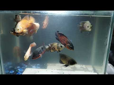 Aquarium tank Oscar and Firemouth fish