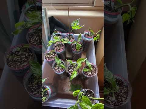 Trying to Clone Carolina Reaper Pepper Plants