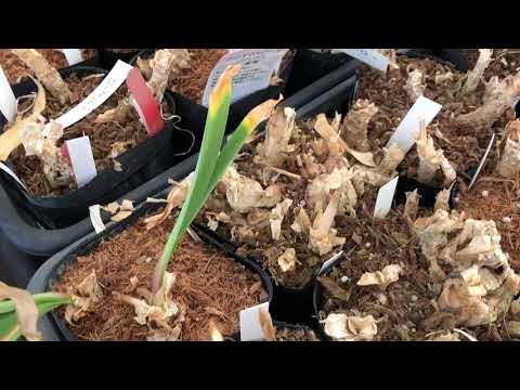 球根状のフェンネル 植物