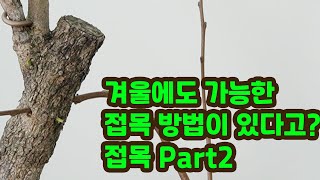 [나무 박사님 이야기] 조원동 Chapter2 겨울에도 가능한 접목법이 있다?? 나무 박사님이 알려주는 접목…