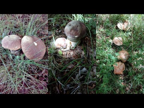 Vallo di Diano, iniziata la raccolta funghi bottini consistenti per i primi fortunati cercatori