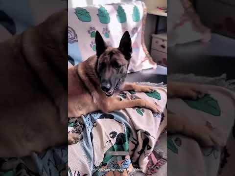 Esse Cão Teve Uma Reação Rápida! #curioso #incrível #interessante