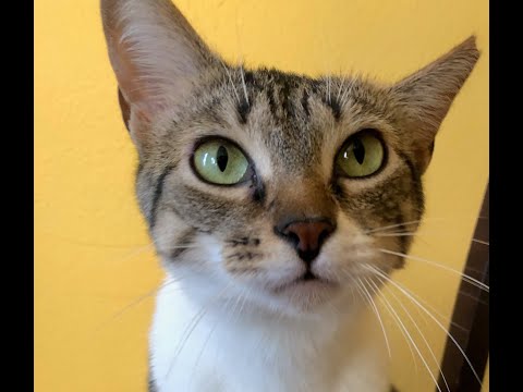 Kona Bear - on hold, an adopted Tabby & Domestic Medium Hair Mix in Boulder, CO_image-1