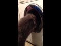 Silly Cat Trying To Get In Spinning Washing Machine