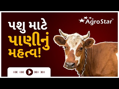 પશુ માટે પાણીની ઉપયોગીતા 